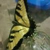 butterfly_jen1